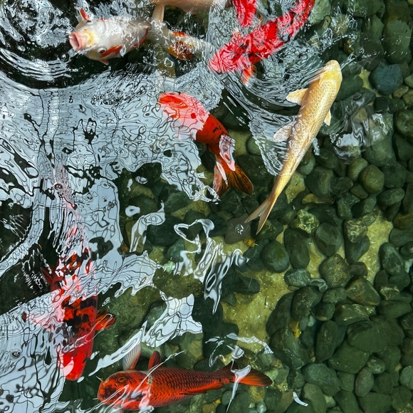 Meet your Posher, Eve - Picture 1 of 1